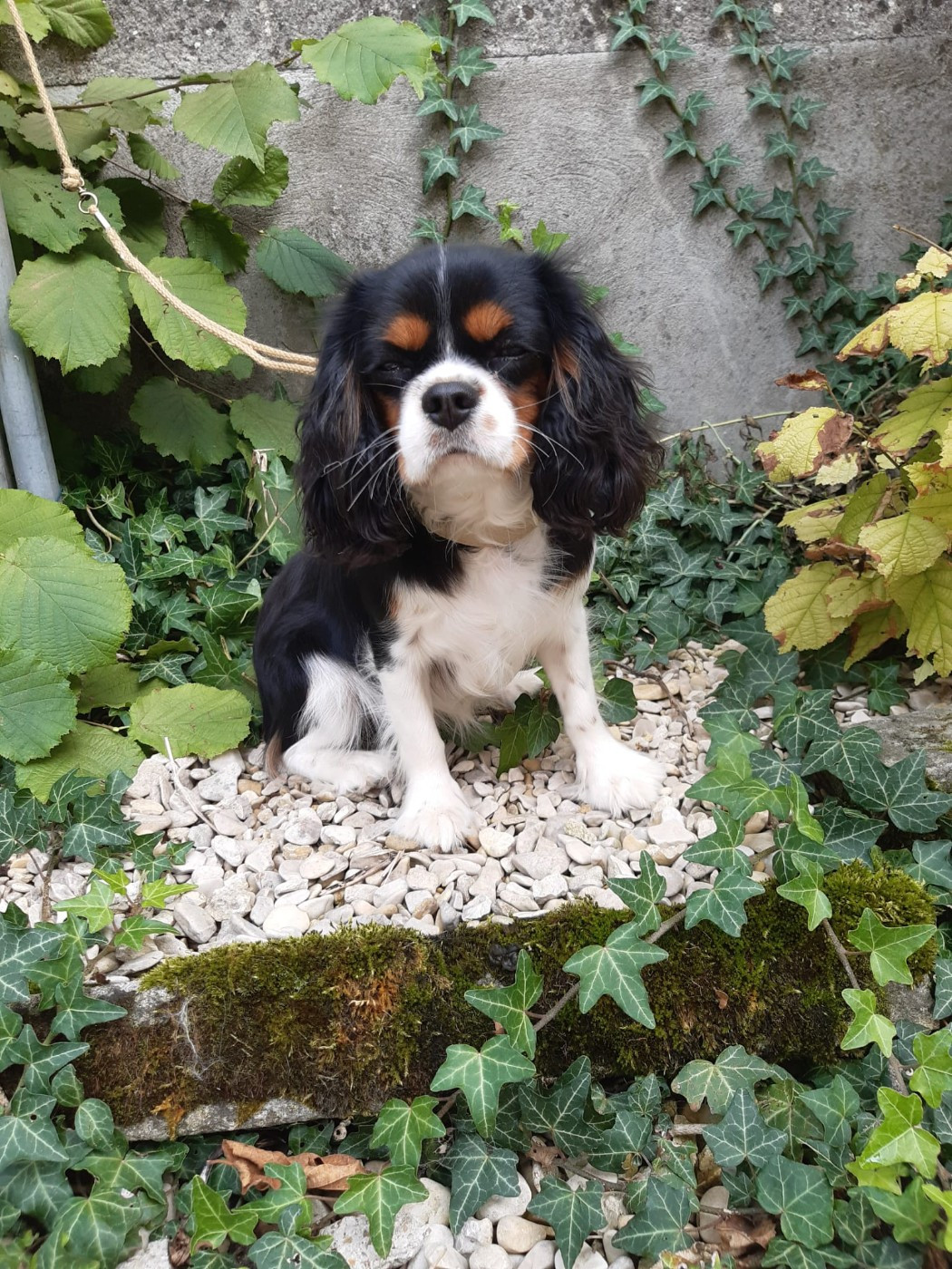 Les Cavalier King Charles Spaniel de l'affixe   Du chemin des dames imperiales