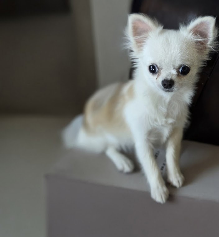 Les Chihuahua de l'affixe   de Ling Dechen