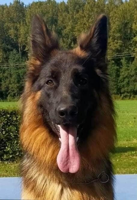 Les Berger Allemand Poil Long de l'affixe   Le Val De Ma Rhea-lité