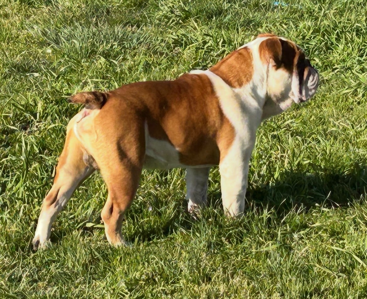 Les Bulldog Anglais de l'affixe   De La Cour De Mimali