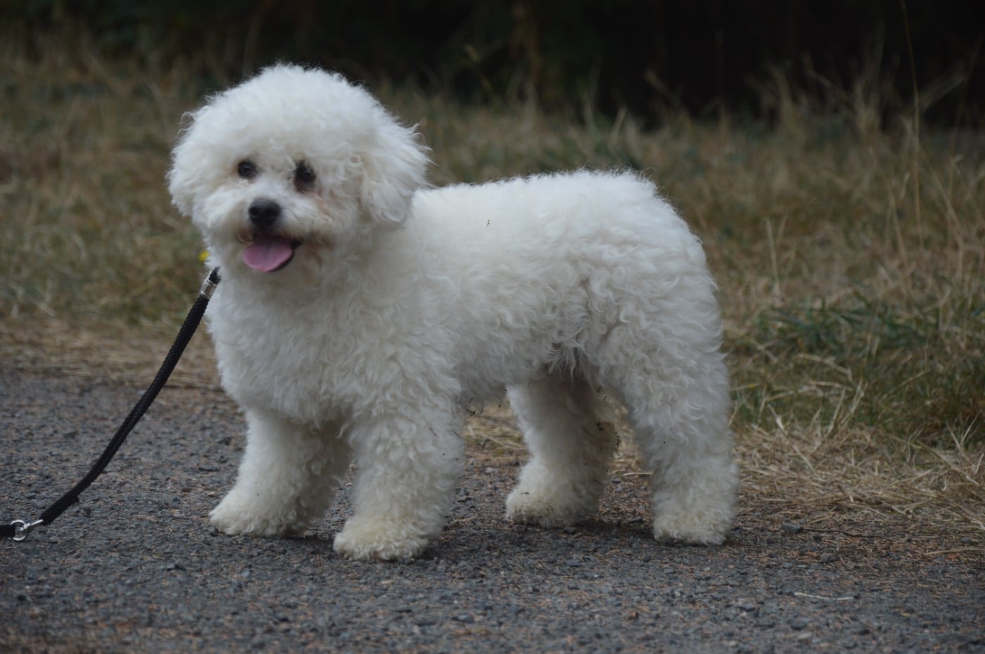 Les Bichon Frise de l'affixe   Mady'n Alphysia
