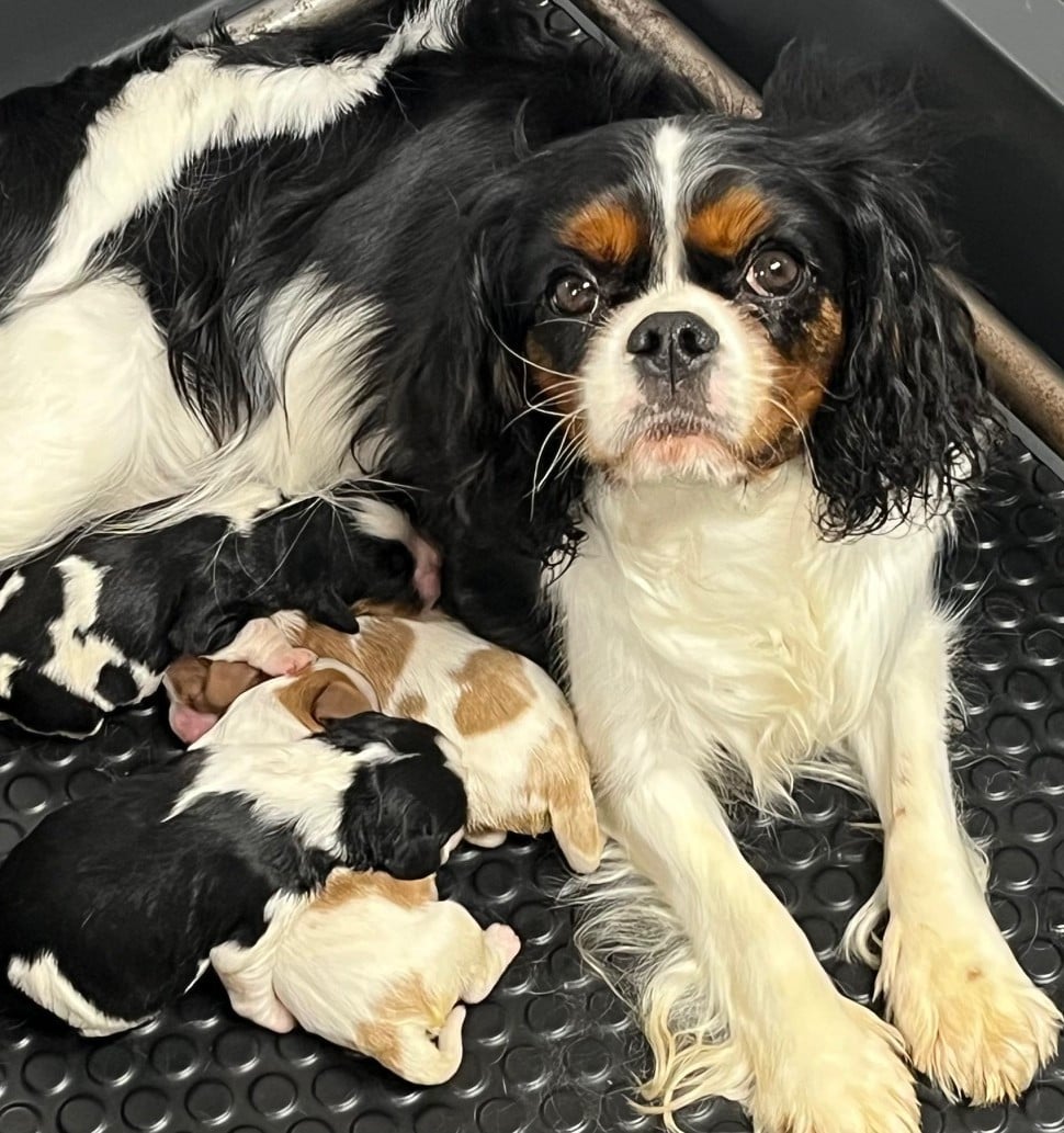 Les Cavalier King Charles Spaniel de l'affixe   Des Sentiers du Perche