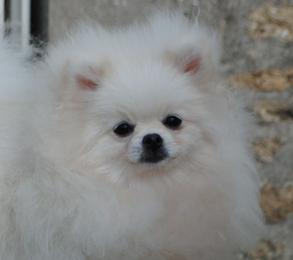 Les Spitz allemand de l'affixe   Des Minis Bouts