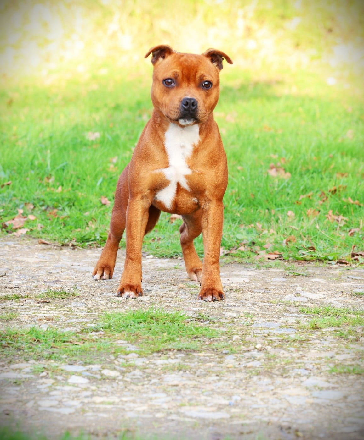 Les Staffordshire Bull Terrier de l'affixe   De Rockstar Dog