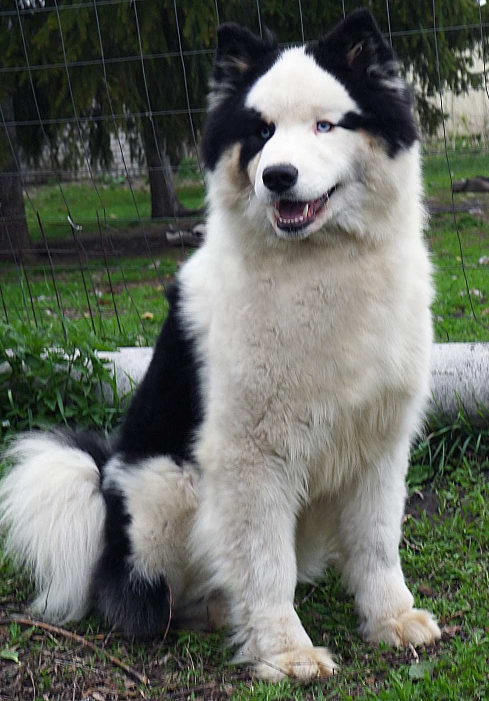 Les Laika de iakoutie de l'affixe   L'eden Des Shokou