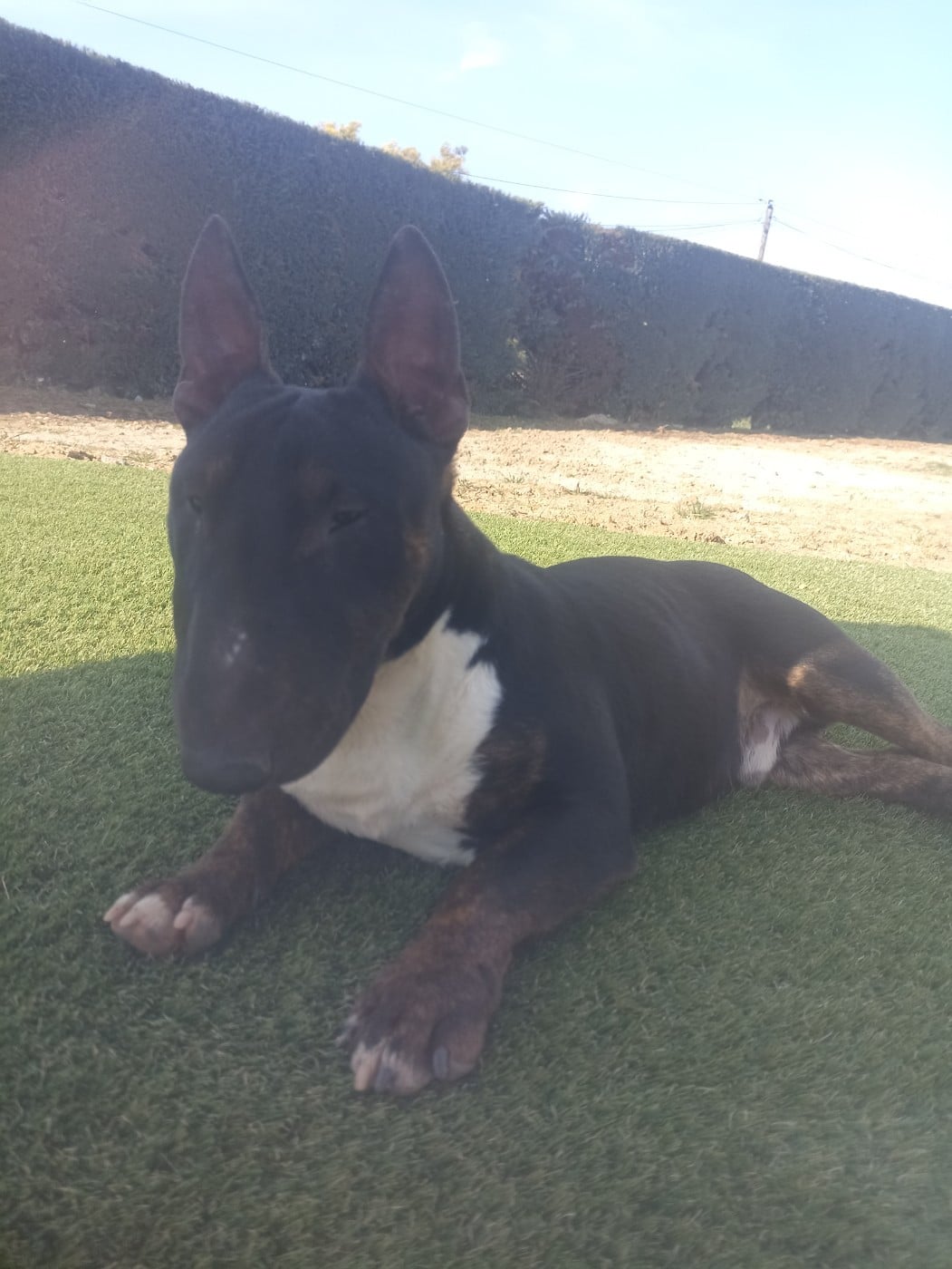 Les Bull Terrier Miniature de l'affixe   L'alliance De Mallory