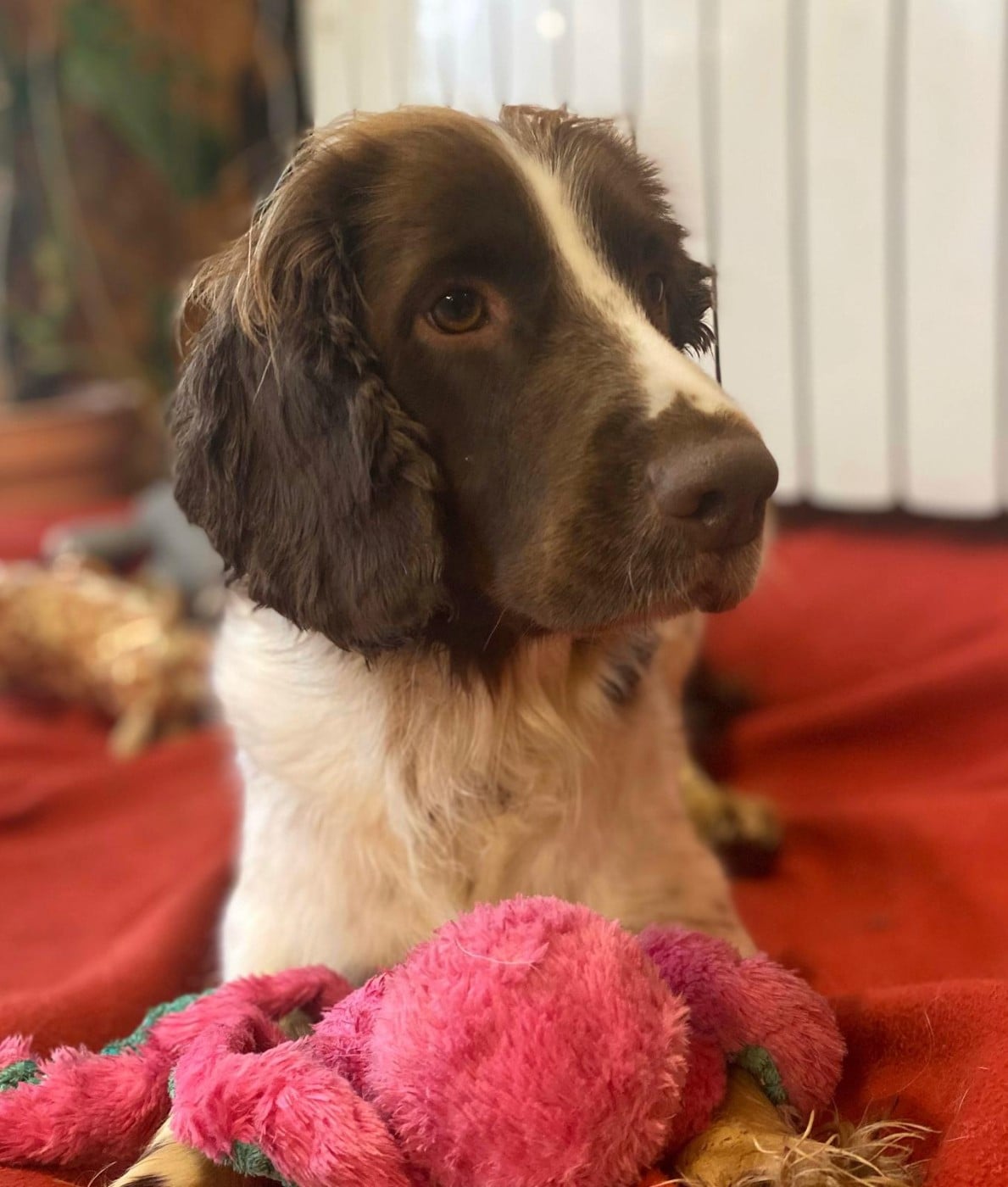 Les English Springer Spaniel de l'affixe   du Marais de Saintonge