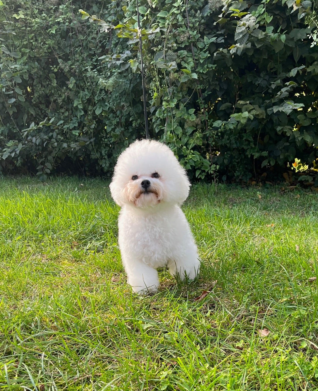 Les Bichon Frise de l'affixe   Des Sentiers du Perche