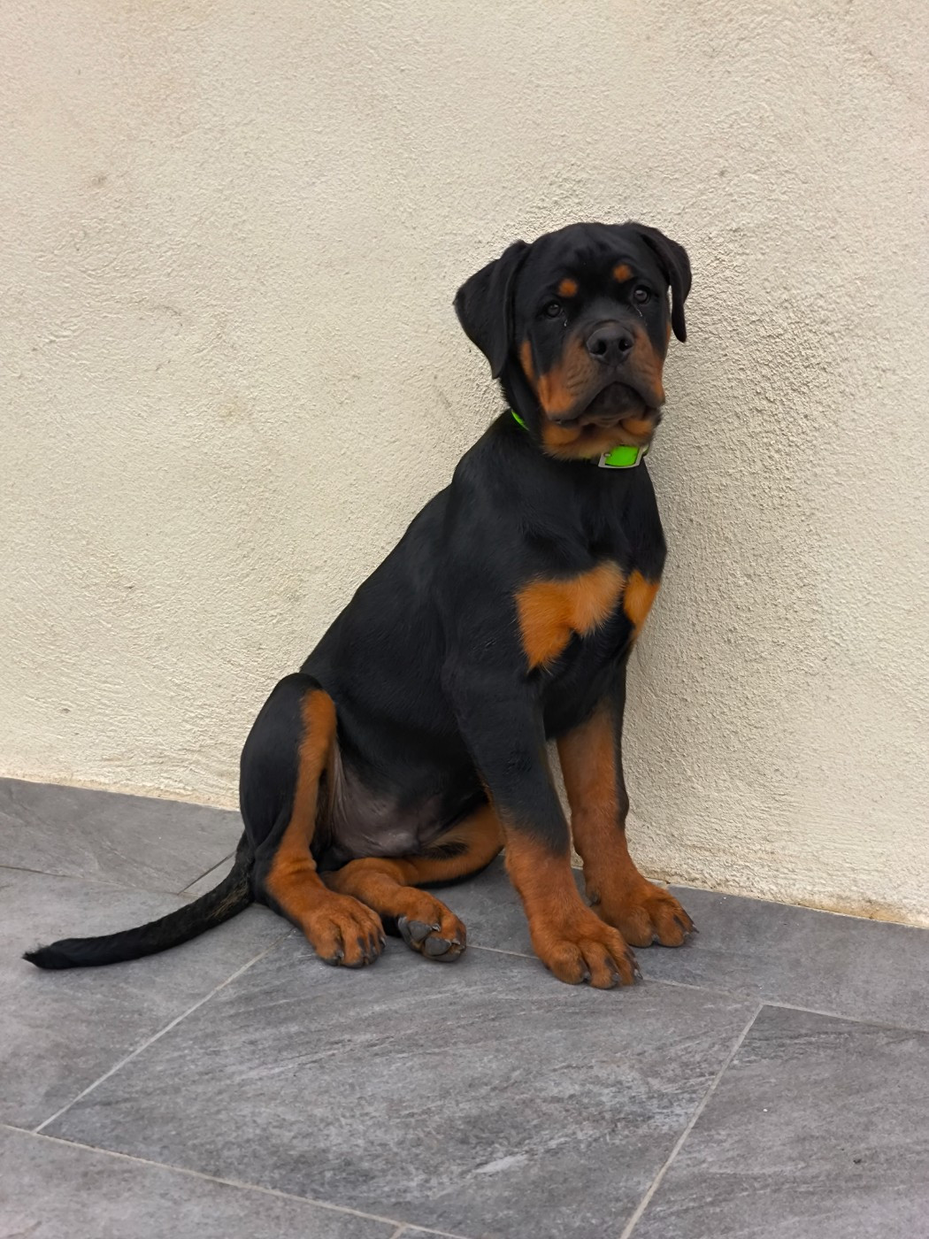 Les Rottweiler de l'affixe   Des Blacks Pearls Addiction