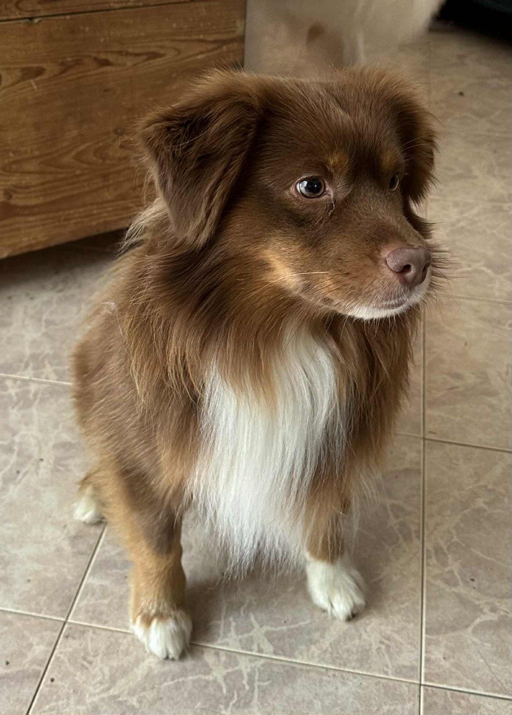 Les Berger Américain Miniature  de l'affixe   de la Forge Rebelle