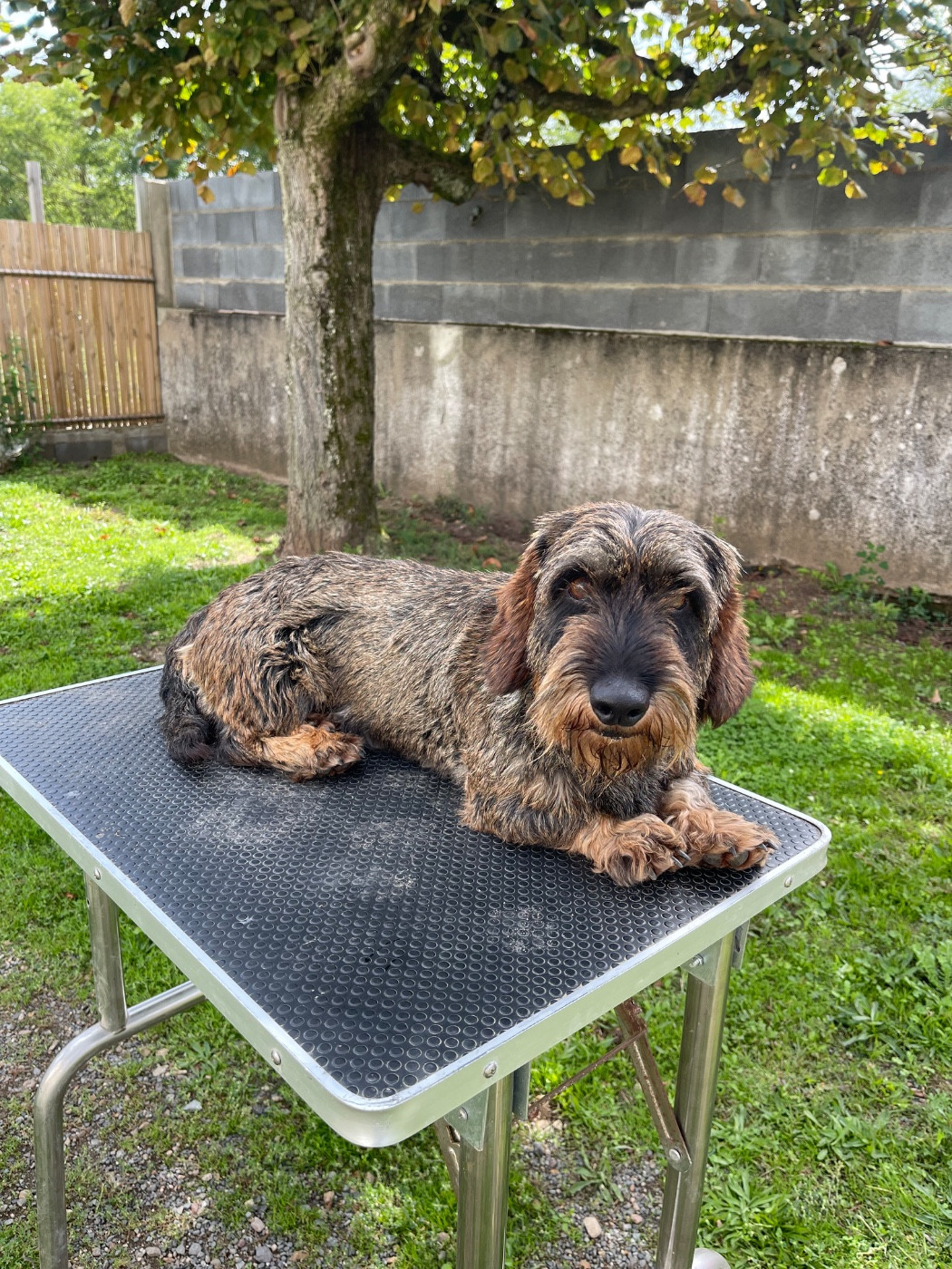 Les Teckel poil dur de l'affixe   De La Plaine Des Muscatelles