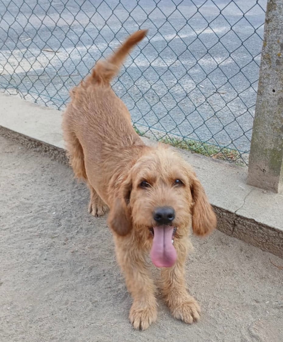Les Basset fauve de Bretagne de l'affixe   De La Plaine Des Muscatelles