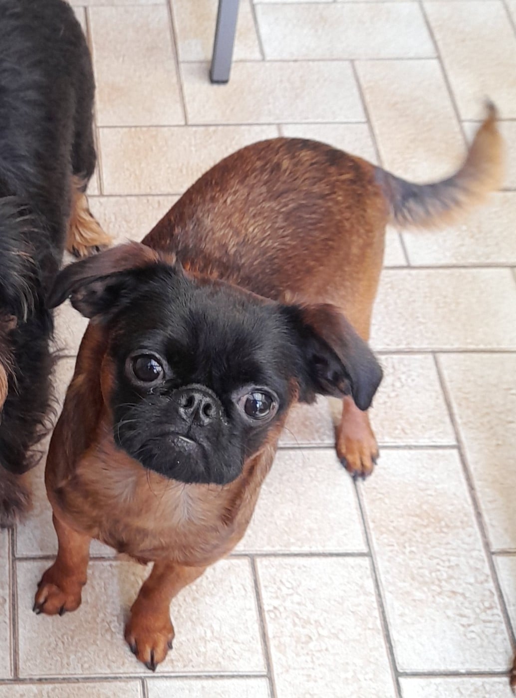 Les Petit Brabançon de l'affixe   Des Divins Prémices