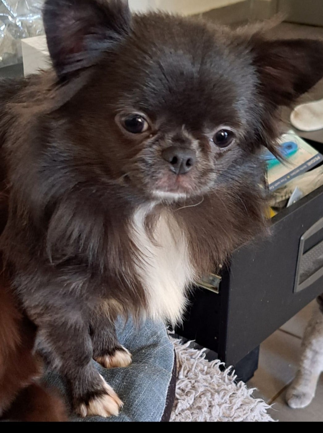 Les Chihuahua de l'affixe   De L'ange Blanc