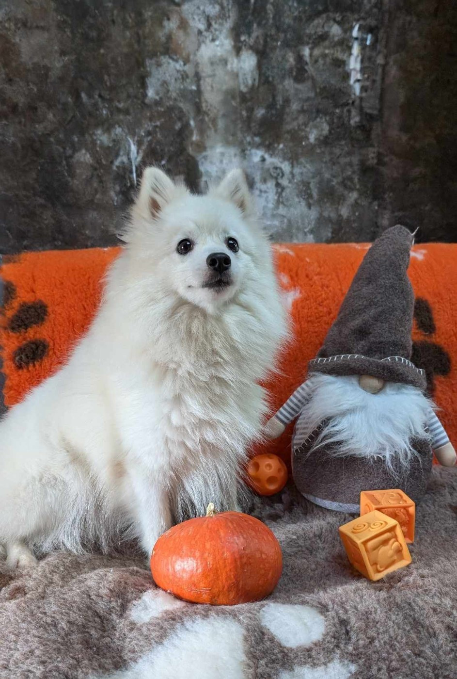 Les Spitz japonais de l'affixe   de l'esprit Blanc des Montagnes