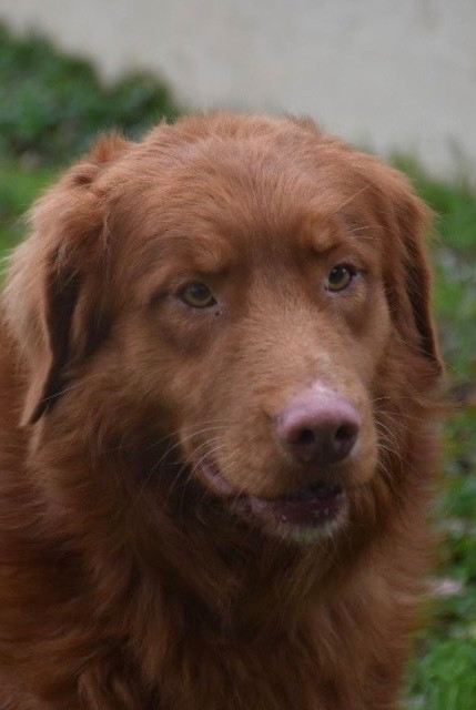 Les Retriever de la Nouvelle-Ecosse de l'affixe   O Coeur Des Lacs