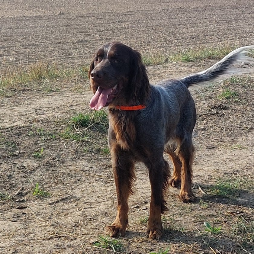 Les Epagneul picard de l'affixe   Des Nobles Terres Notre Dame