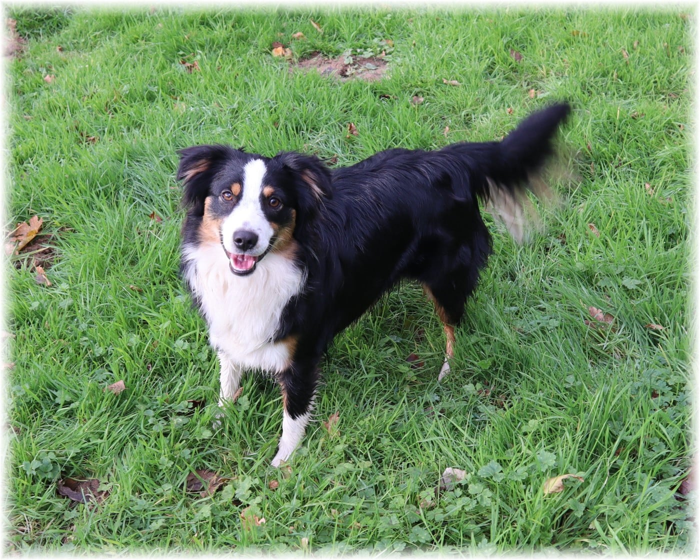 VELMA De La Petite Rosée Des Chênes