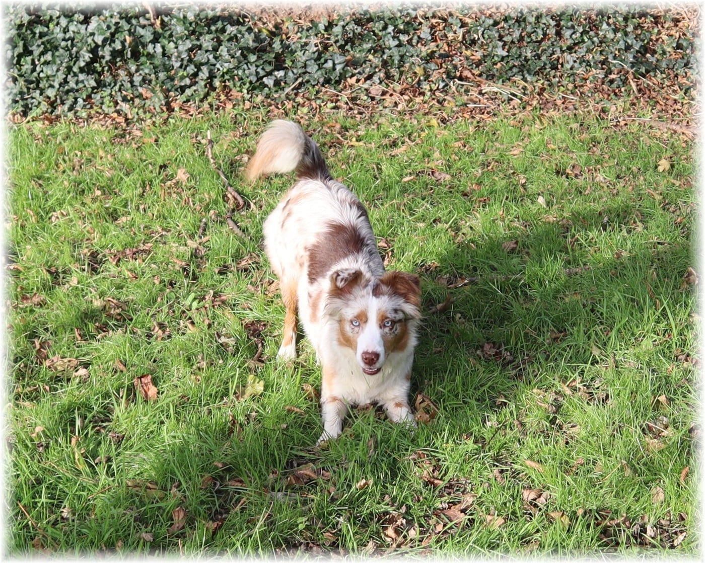 Les Berger Américain Miniature  de l'affixe   du domaine d'aiden