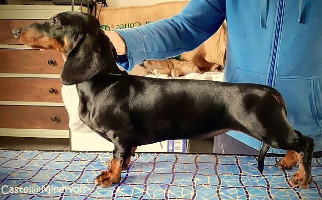 Les Teckel poil ras de l'affixe   du castel minervois