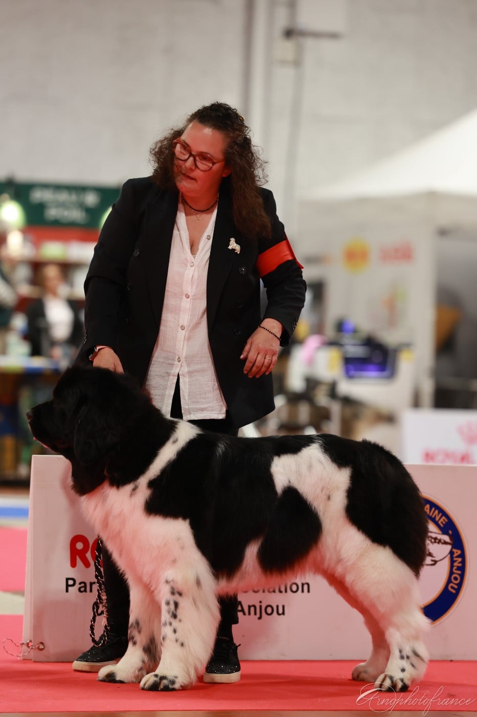 Les Terre-neuve de l'affixe   Of The Seventh Wave