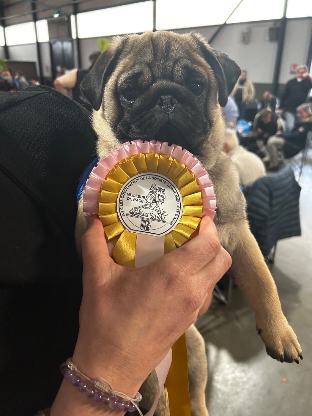 Les Carlin de l'affixe   Les Gardiens Du Pitchoun