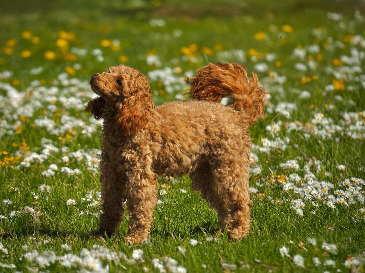 Les Caniche de l'affixe   De L'Arche Fauve