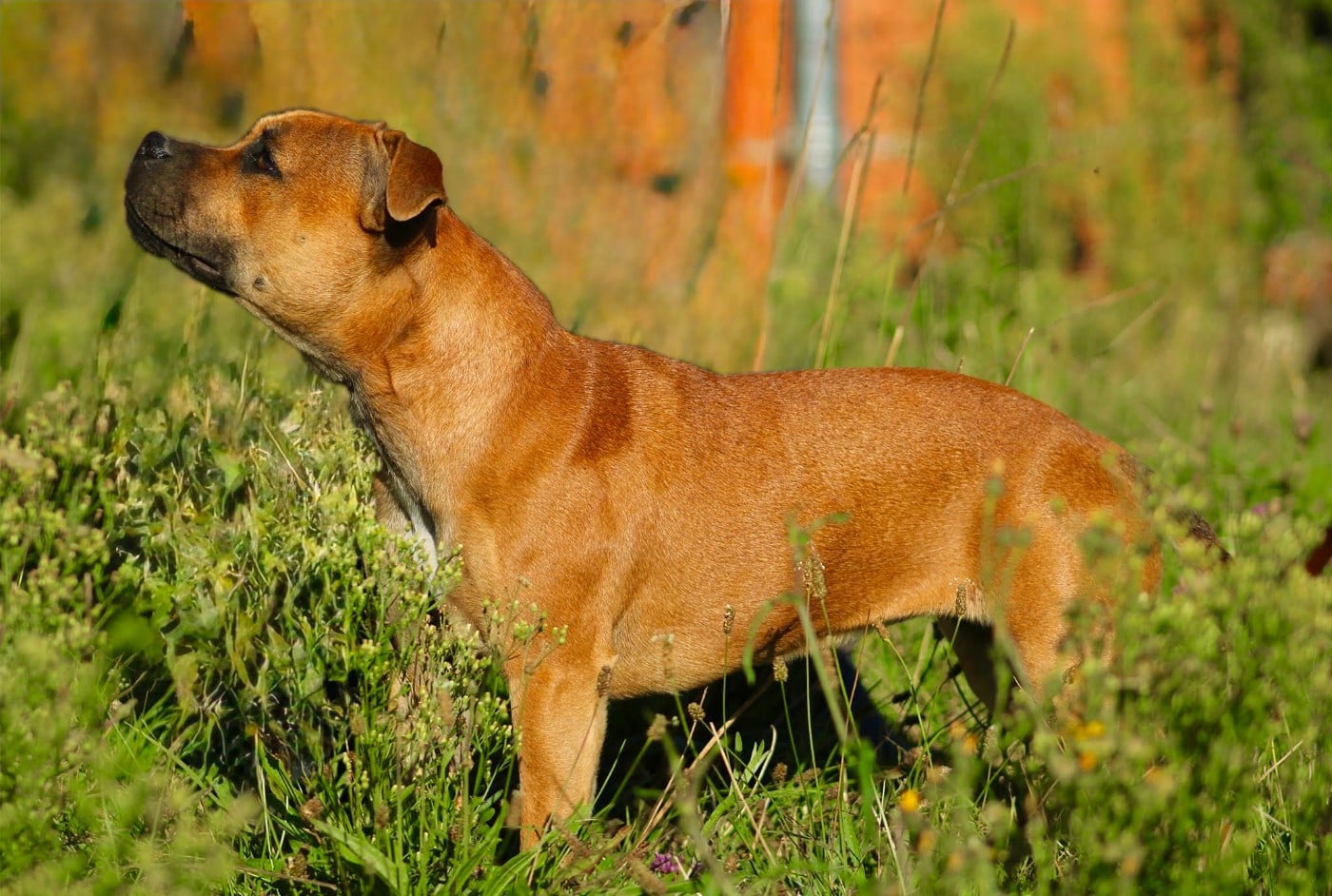 Les Staffordshire Bull Terrier de l'affixe   De L'Arche Fauve