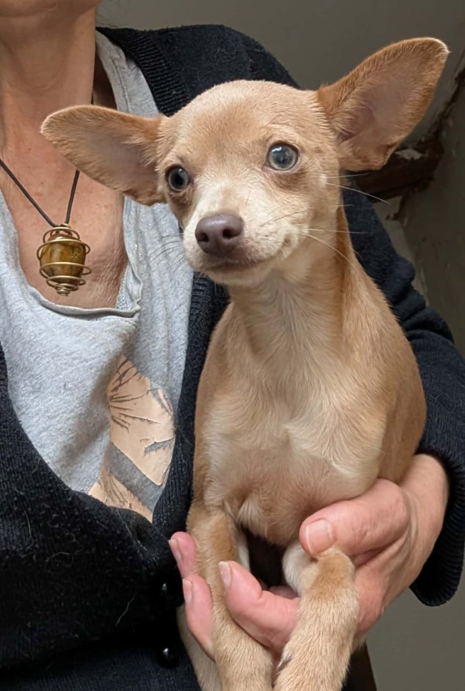 Apollon-Univers du Dieu de la Lumiere