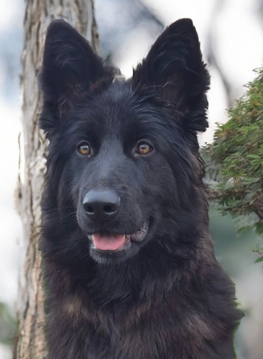 Les Berger Allemand Poil Long de l'affixe   de la Saviotine