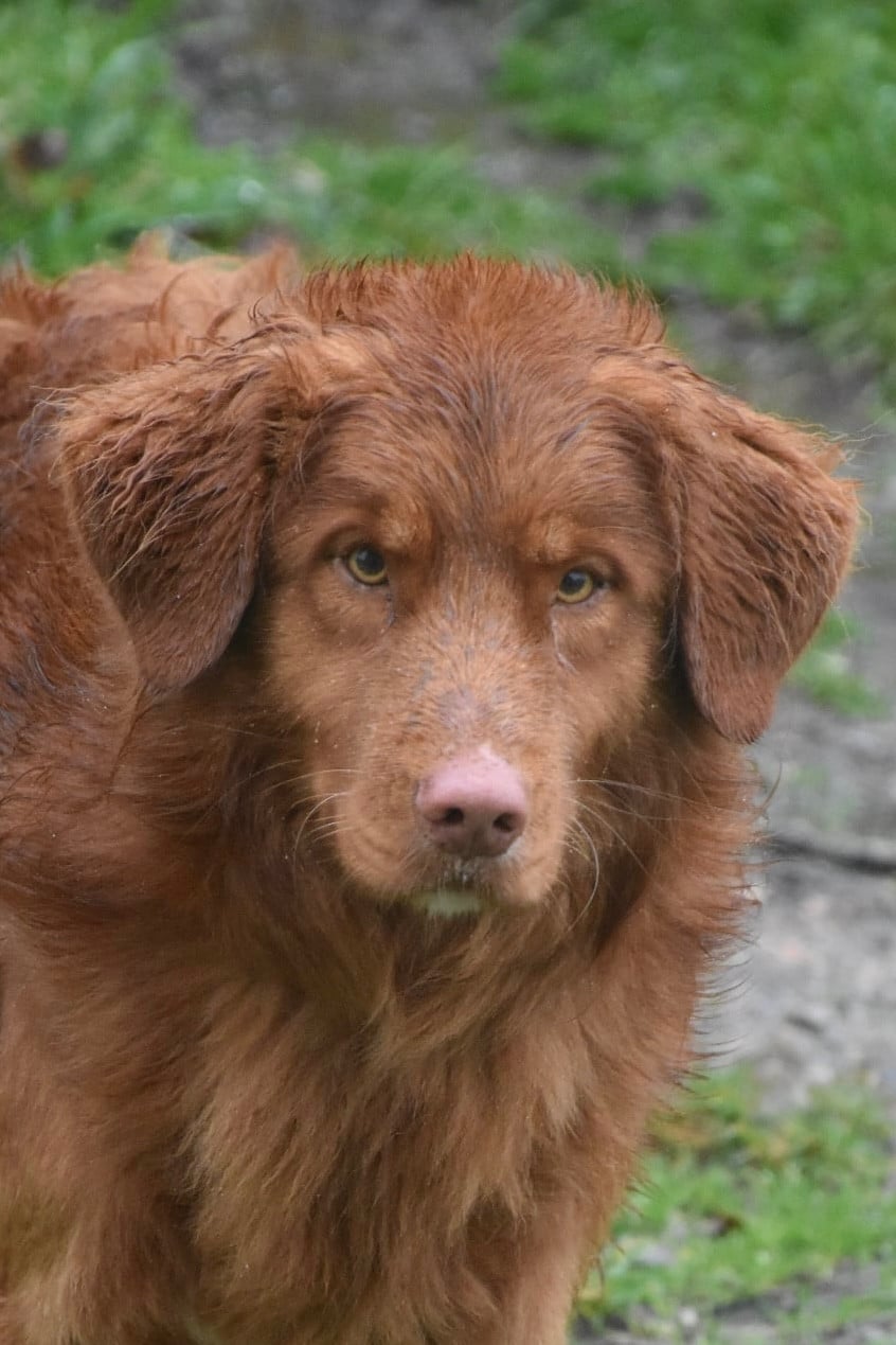 Les Retriever de la Nouvelle-Ecosse de l'affixe   O Coeur Des Lacs