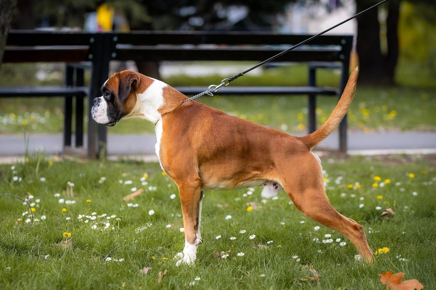 Les Boxer de l'affixe   Du Temple D'Adranos