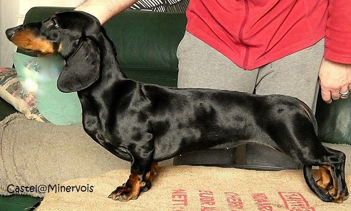 Les Teckel poil ras de l'affixe   du castel minervois