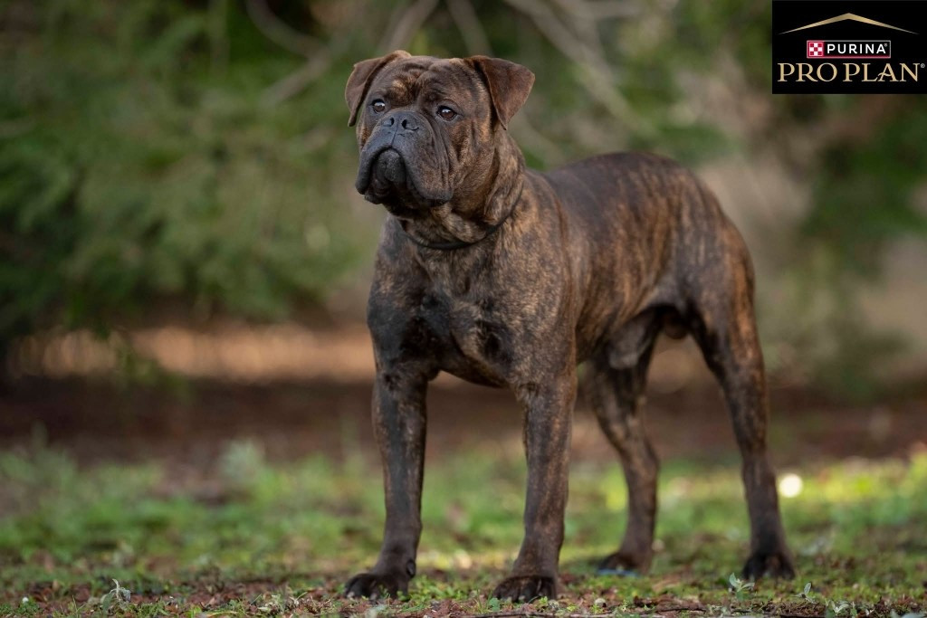 Les Bulldog continental de l'affixe   Du Clan D'Arellyan