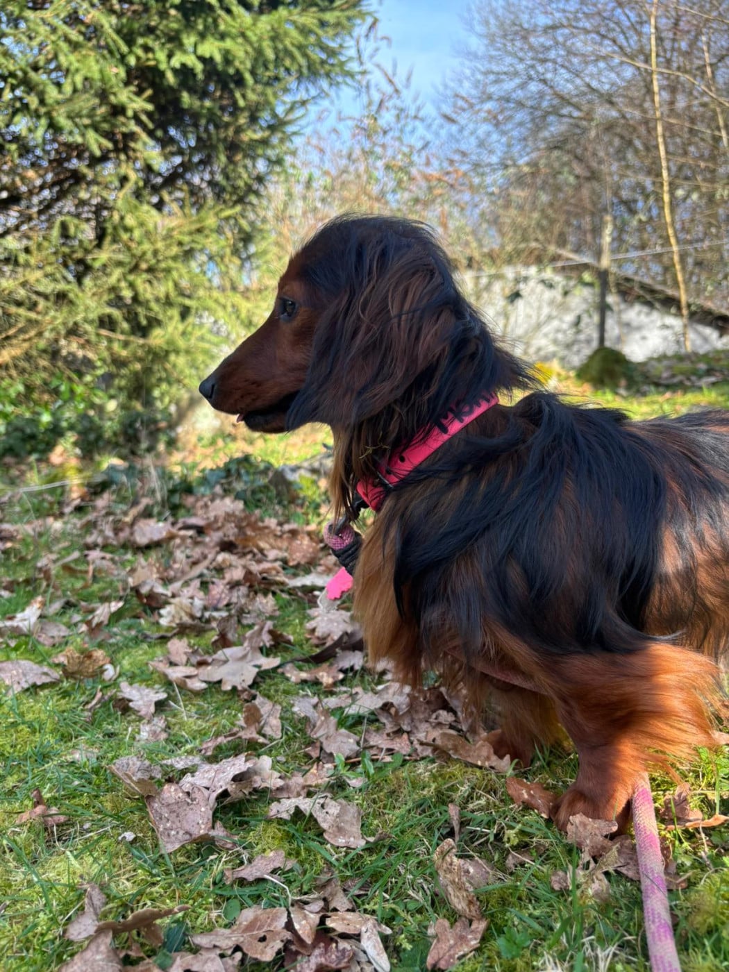 Les Teckel poil long de l'affixe   Du Souvenir De Tootsie