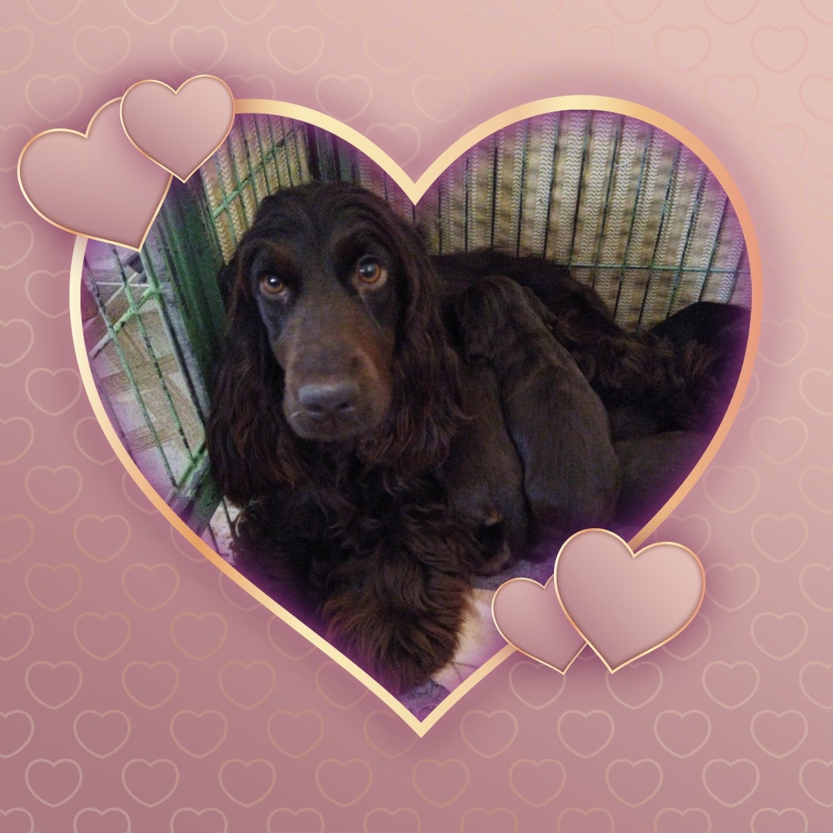 Les Cocker Spaniel Anglais de l'affixe   de la Fin'Amor de Larzaelle