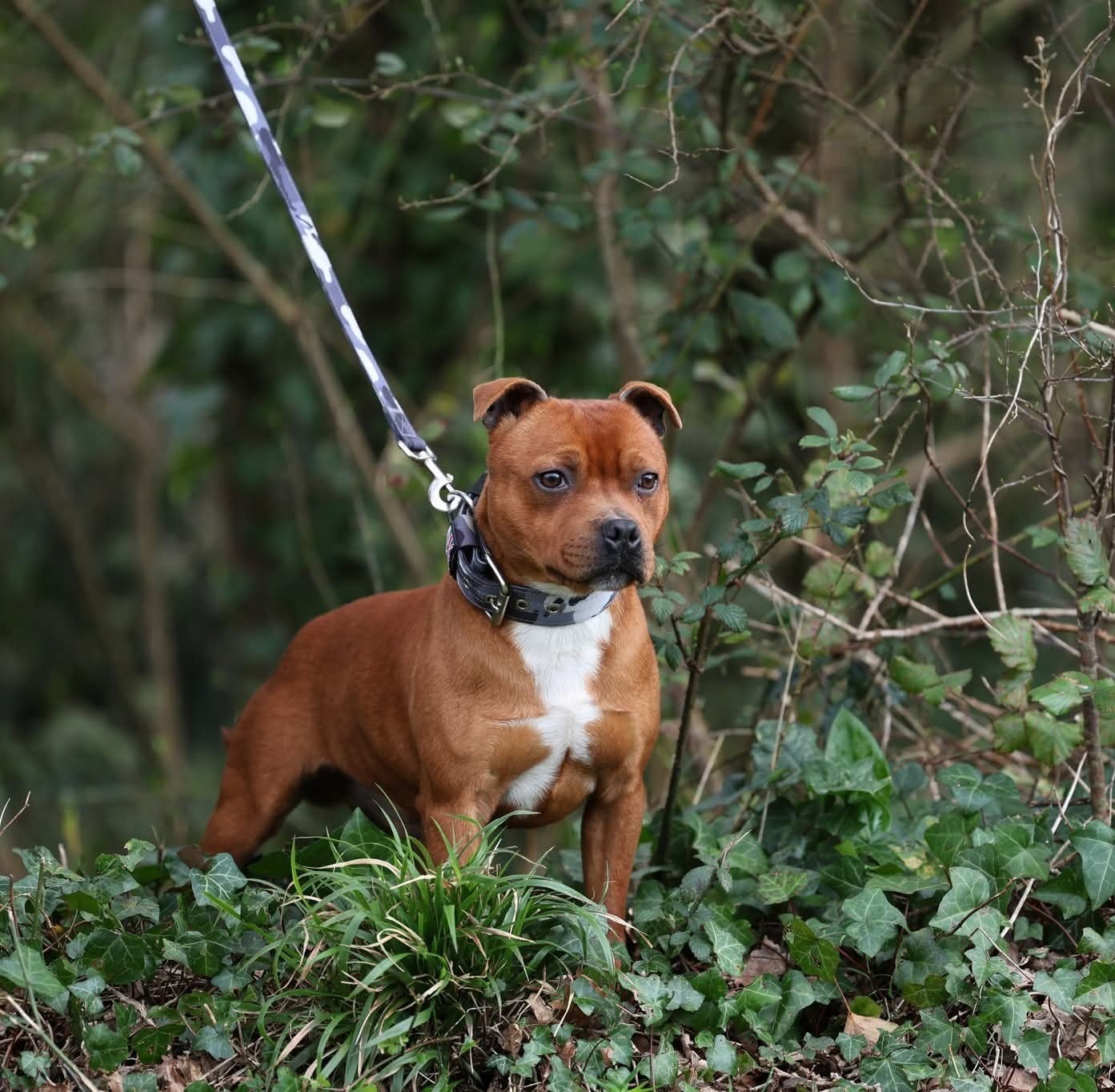 Les Staffordshire Bull Terrier de l'affixe   De Rockstar Dog