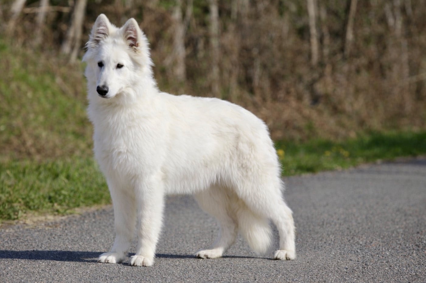 Les Berger Blanc Suisse de l'affixe   Legends of Marwarita