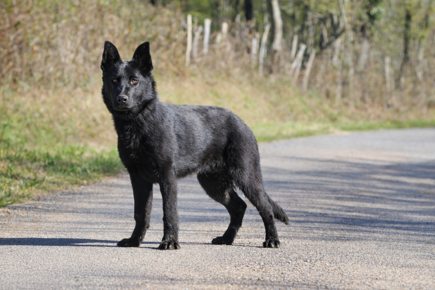 Les Berger Allemand de l'affixe   Legends of Marwarita