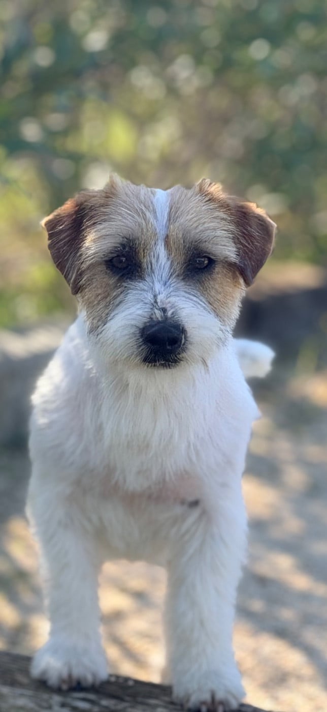 Les Jack Russell Terrier de l'affixe   Des Niglots Du Gard