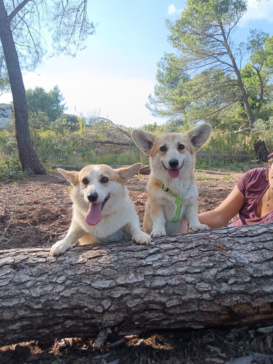 Les Welsh Corgi Pembroke de l'affixe   Des Crocs Du Mas