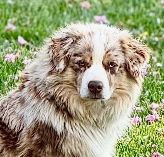 Les Berger Américain Miniature  de l'affixe   Des Plaines De Barbizon