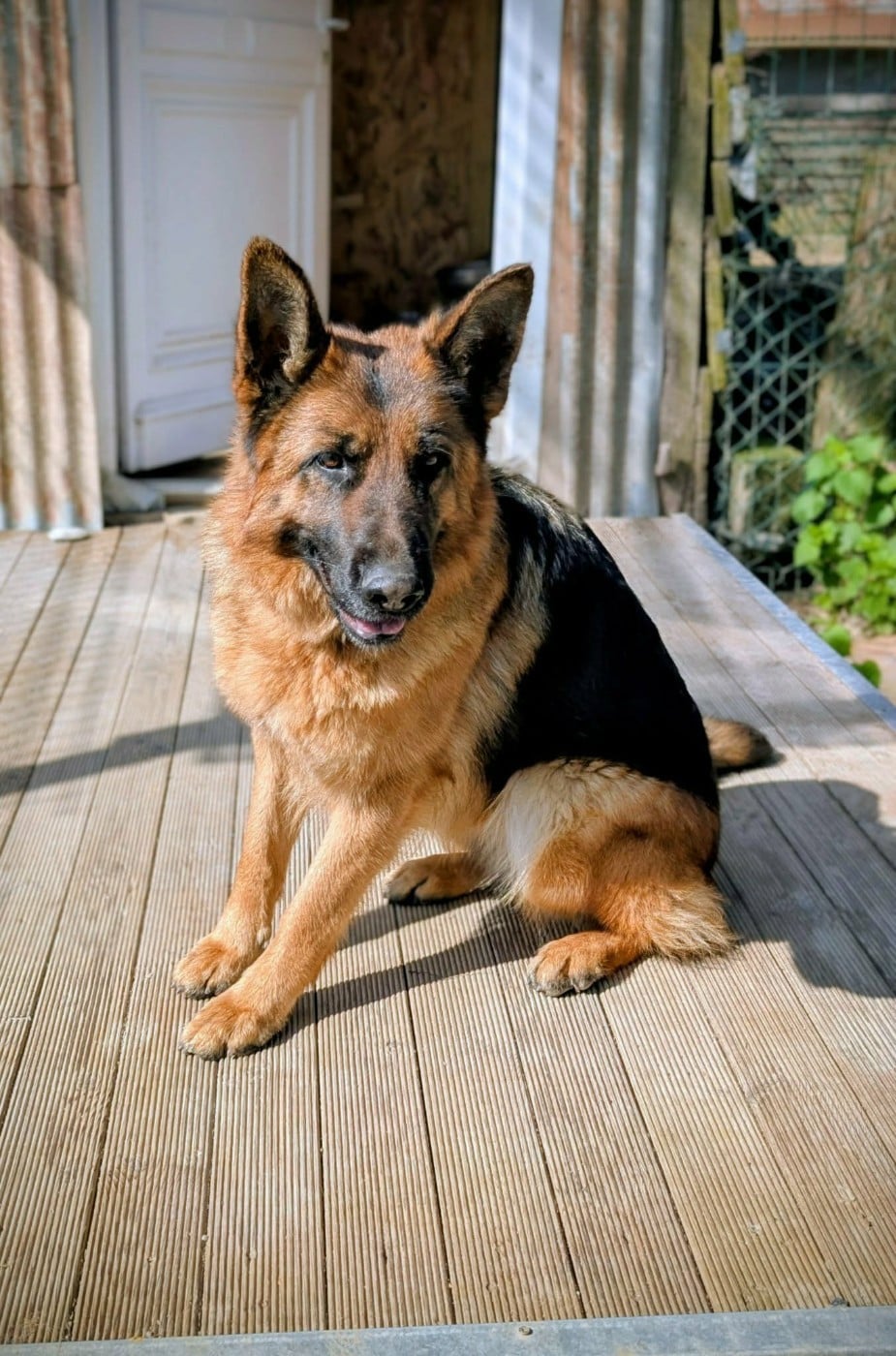 Les Berger Allemand de l'affixe   Le Val De Ma Rhea-lité