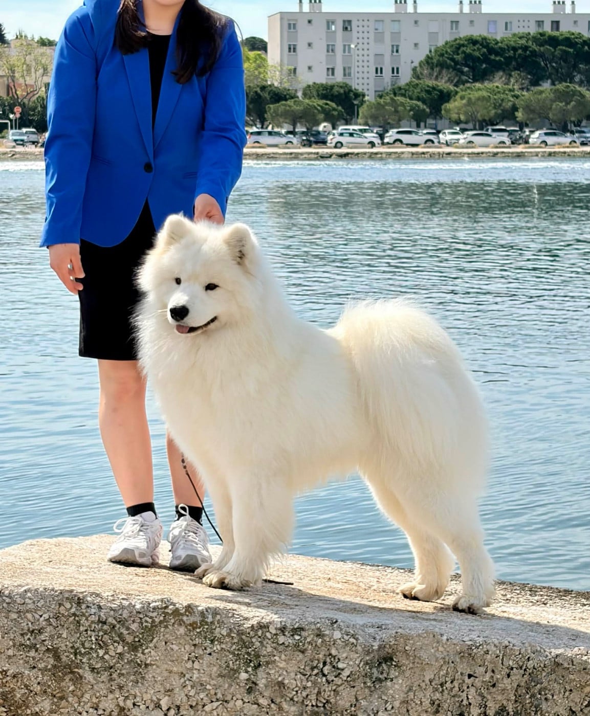 Les Samoyède de l'affixe   De La Vallée Féérique
