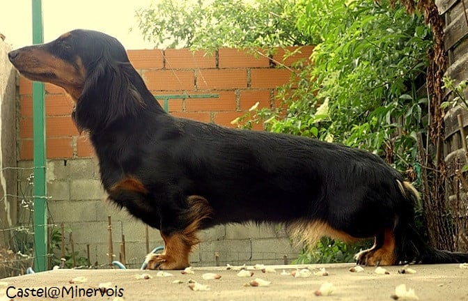 Les Teckel poil long de l'affixe   du castel minervois