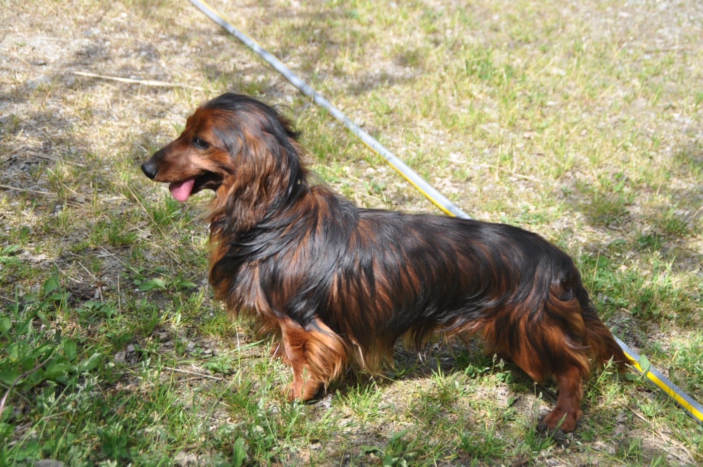 Les Teckel poil long de l'affixe   Du Souvenir De Tootsie