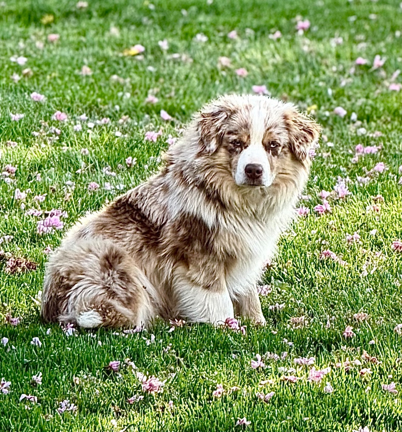 Les Berger Américain Miniature  de l'affixe   Des Plaines De Barbizon