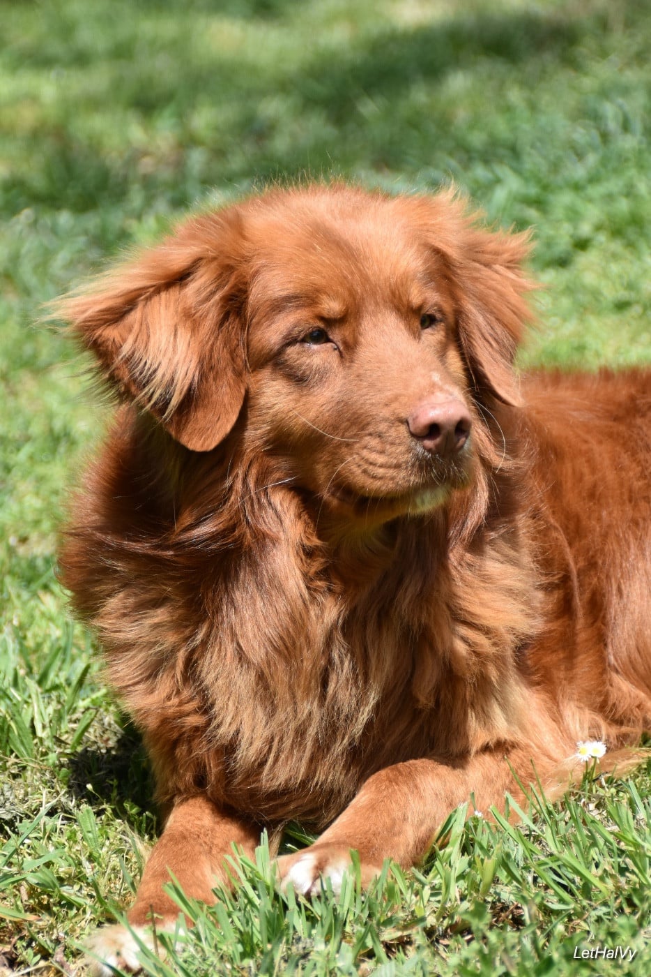 Les Retriever de la Nouvelle-Ecosse de l'affixe   O Coeur Des Lacs
