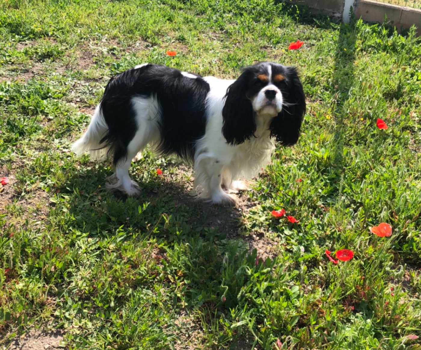 Les Cavalier King Charles Spaniel de l'affixe   De la source des mayans