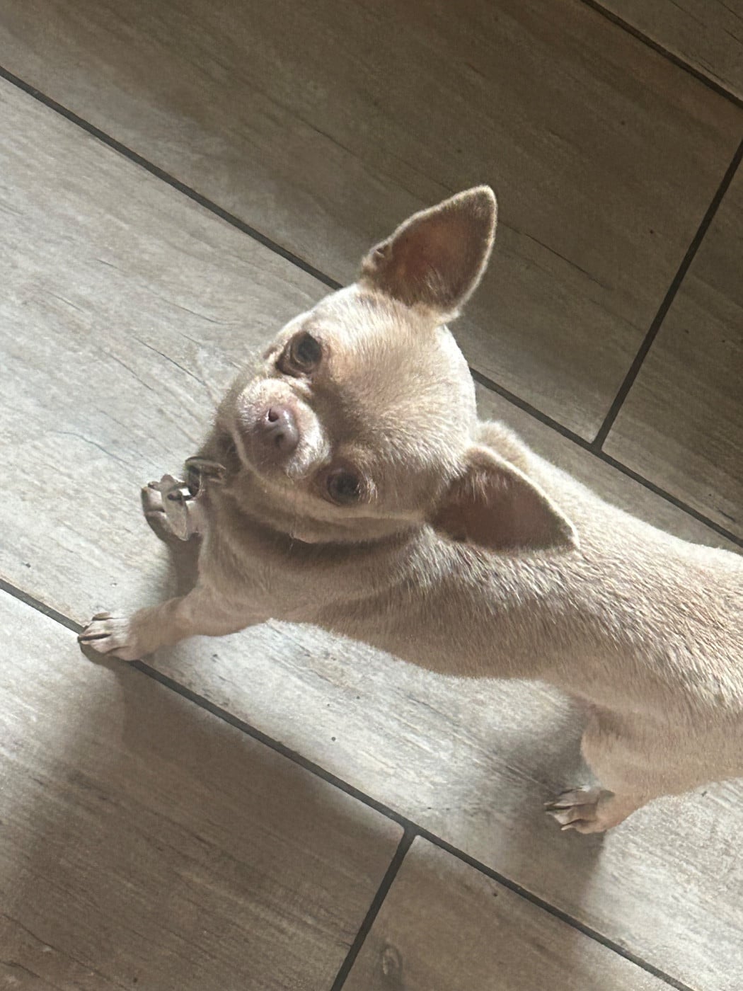 Les Chihuahua de l'affixe   Olivier Lamarque